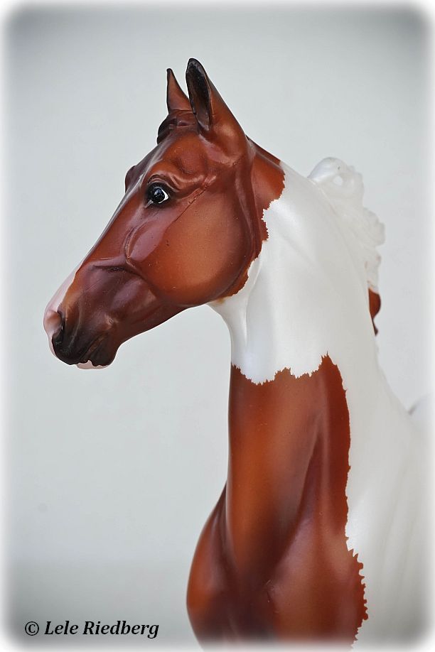 Paddyngton's Mark of Distinction | BreyerHorseRef
